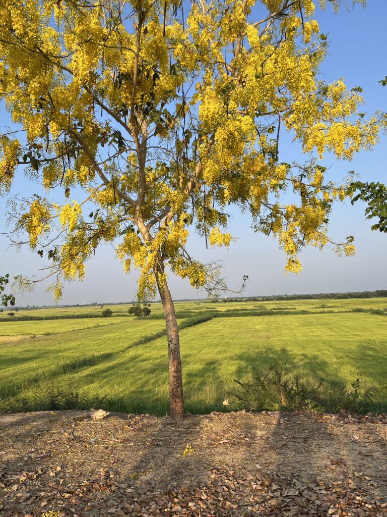 Cambodian landscape