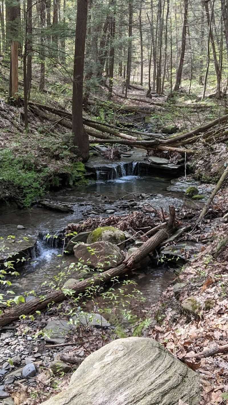 The Finger Lakes National Forest