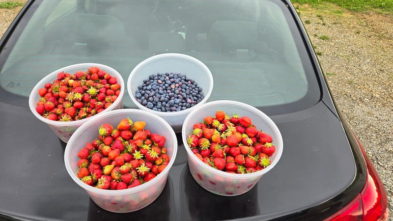 Bradley Kountry Acres, Cottontown