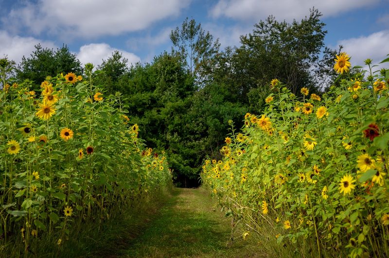 Sunflower Season Brings A Whole New Palette