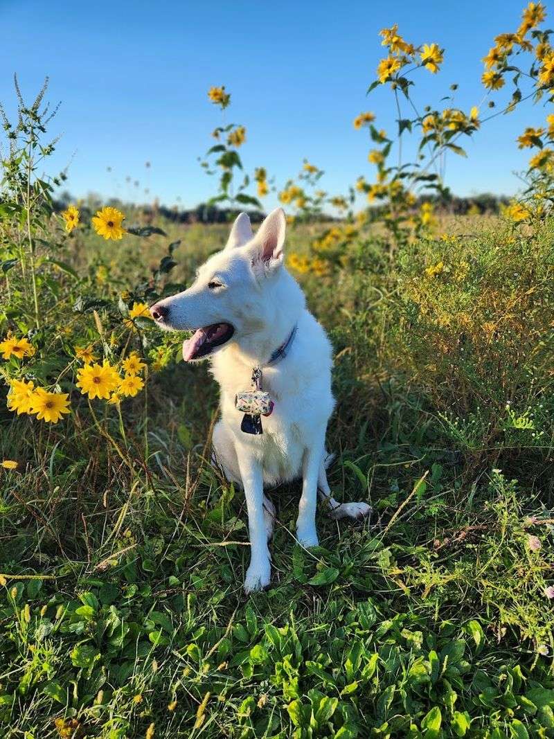 Popular Choice Among Local Dog Owners