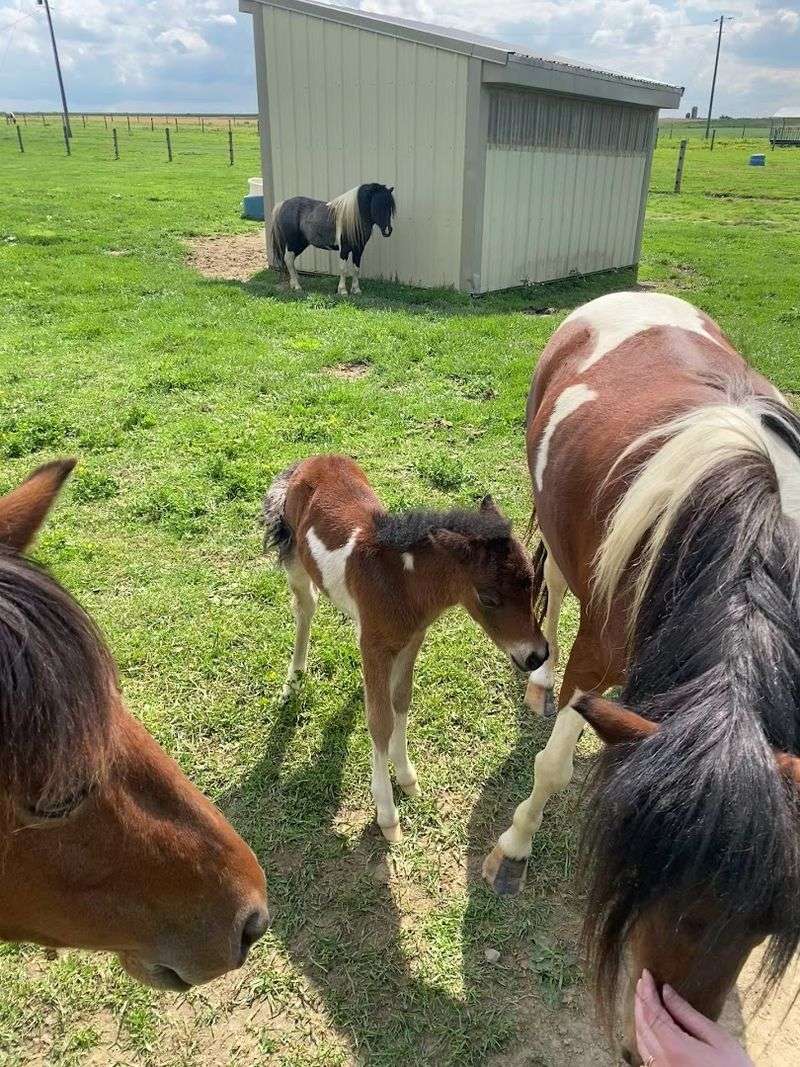 Care And Animal Insights