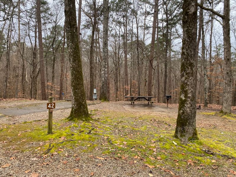 Camping Spots That Sit Among Tall Shady Trees