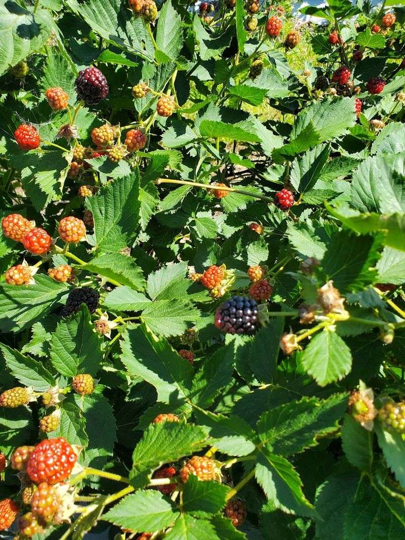 Kelley's Berry Farm, Castalian Springs