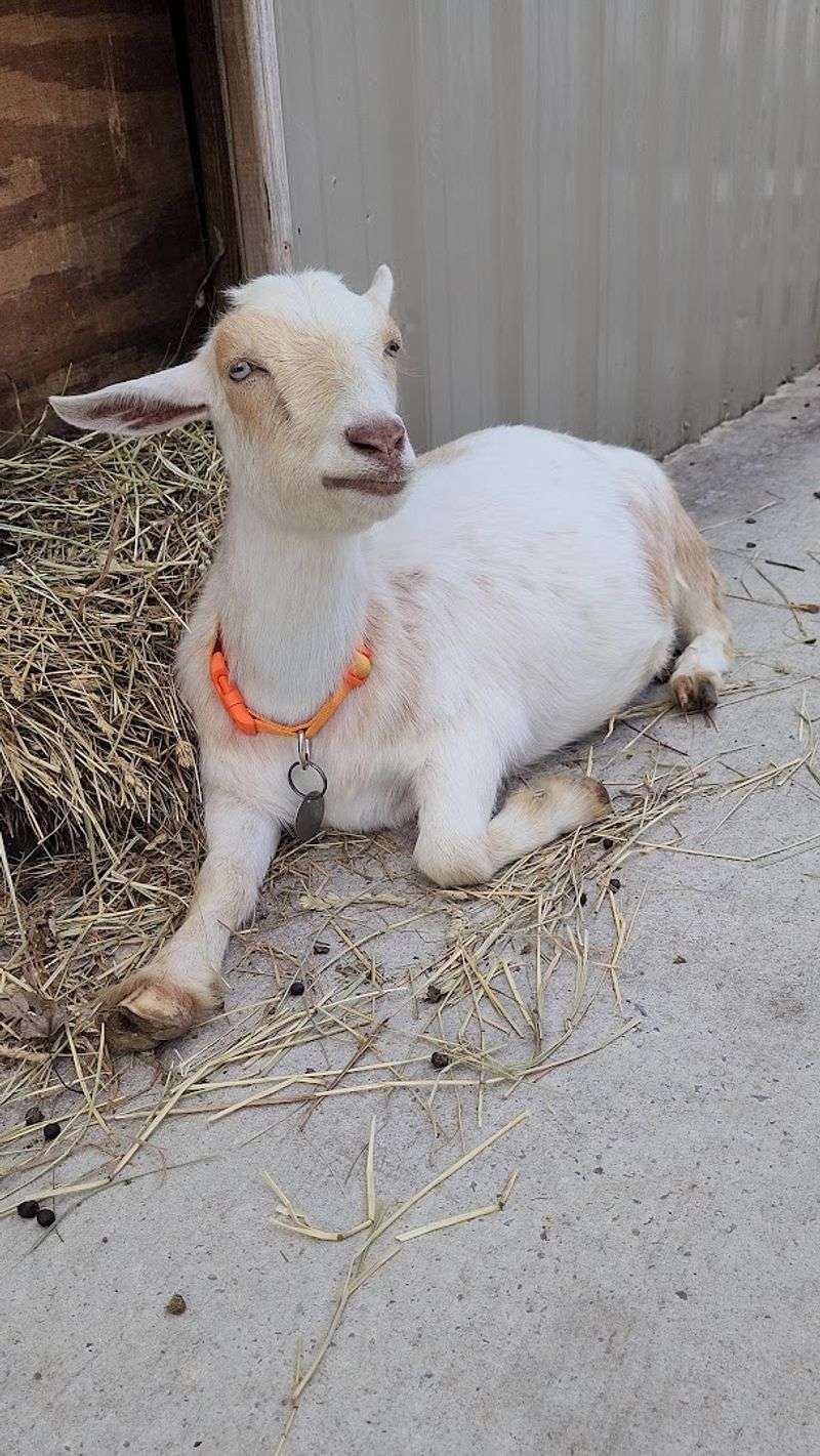 Planning Your Visit To Harmony Lane Farms In Smithville