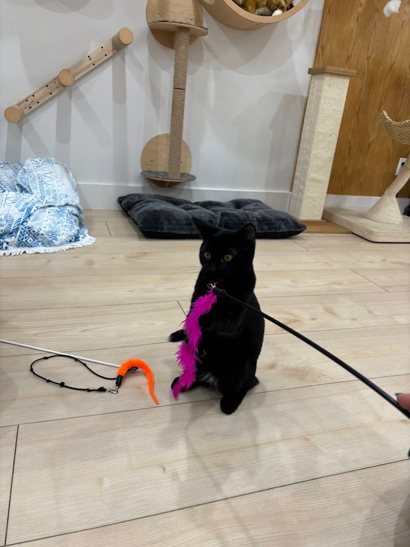 The Cats Themselves Are The Real Stars Of Every Visit