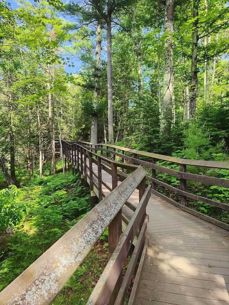 A Boardwalk Trail That Floats Through A Quiet Boreal Forest