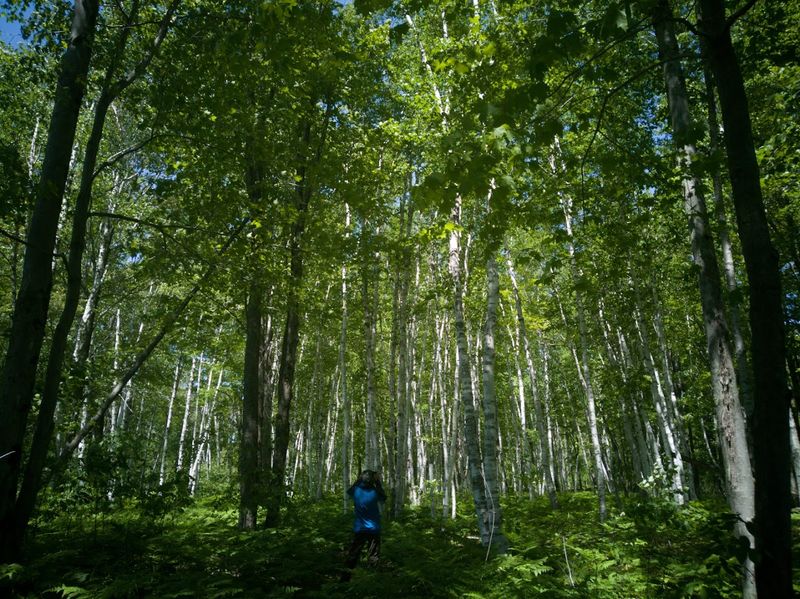 Hiking Trails Through Birch Forest And Beyond