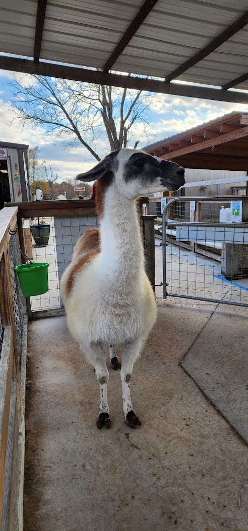 Meeting The Full Cast Of Farm Animals On The Property