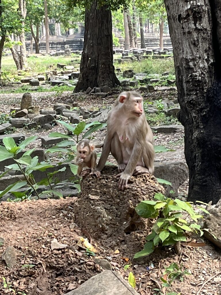 Mommy and baby monkey at Angkor temples
