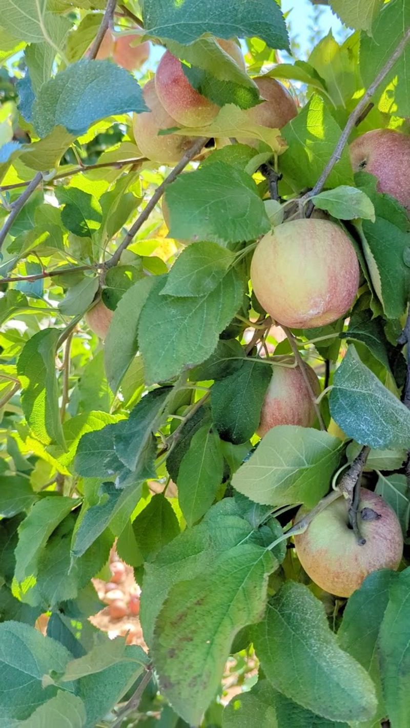 Locally Inspired Craft Beverage Scene Highlighting Regional Flavors