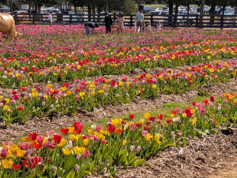 Lucky Ladd Farms, Eagleville