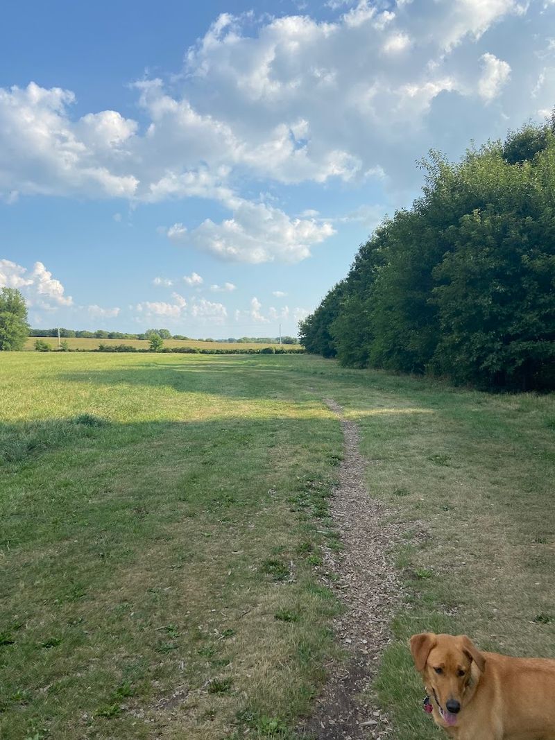 Reliable Spot For Off-Leash Play Near Madison
