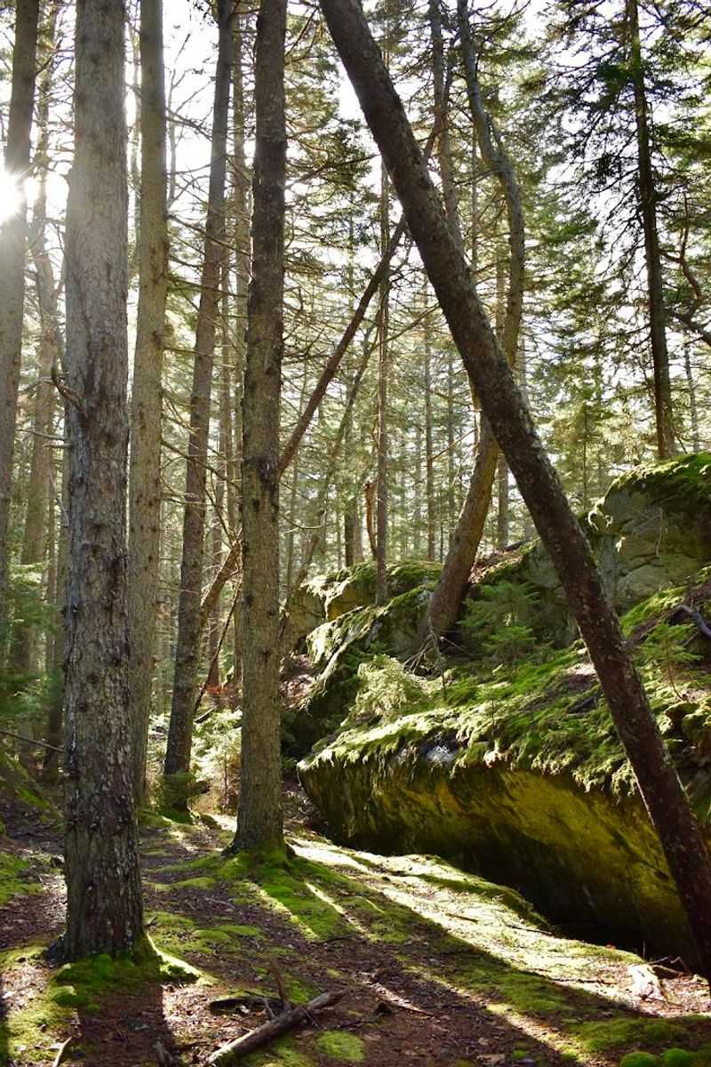 Local Flora And Unique Plant Species