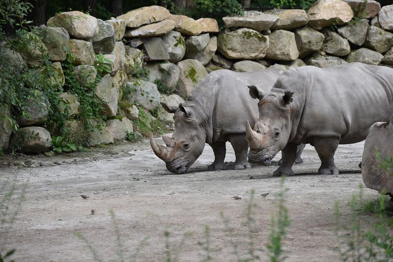 Over 850 Animals Representing More Than 160 Species