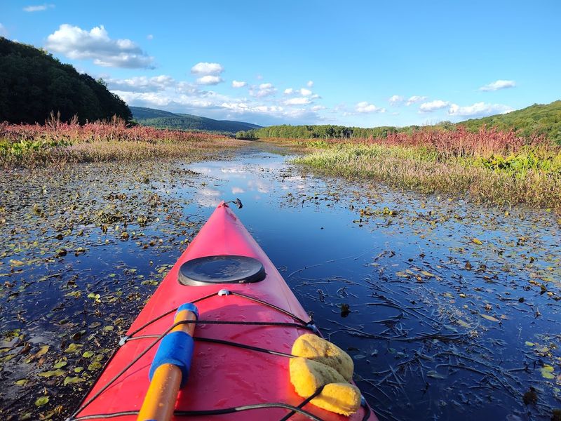 Bashakill Wildlife Management Area
