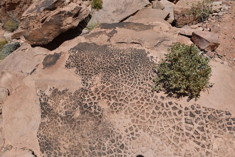 Features Of The Surrounding Ecosystem And Vegetation