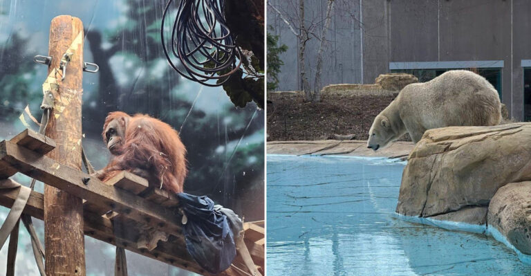 One Of America’s Largest Free Zoos Is Right In Wisconsin And It’s Absolutely Magical