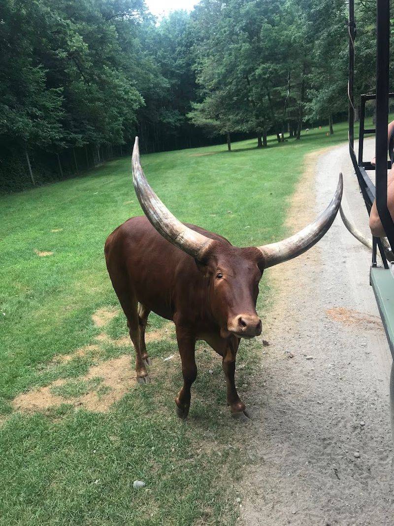 What Makes The Drive-Thru Format So Effective As An Experience