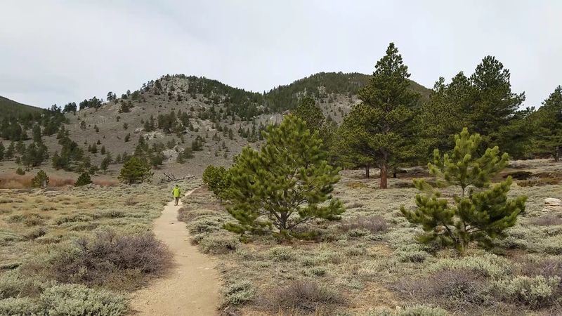 Flora Diversity In Rocky Mountain Meadows