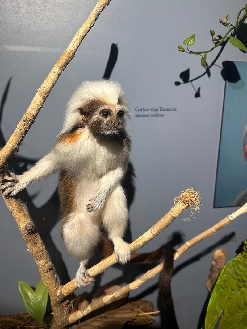 Milwaukee Public Museum (Milwaukee)