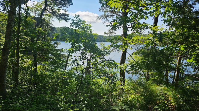 The Pine And Oak Forest That Covers Nearly 1,900 Acres