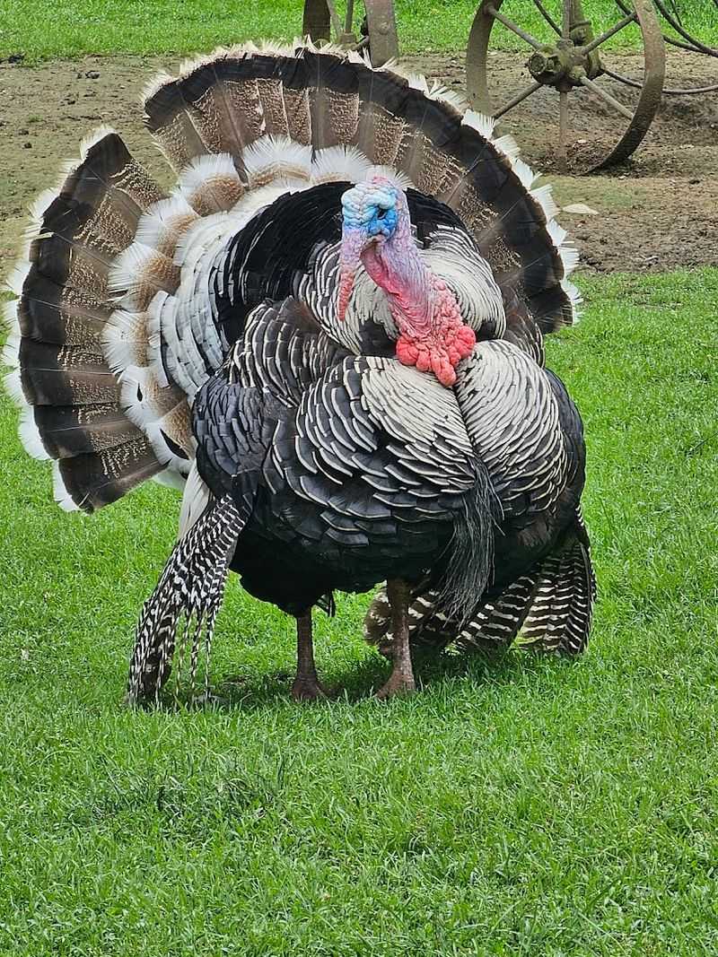 Playground Areas Keep Young Visitors Happily Occupied