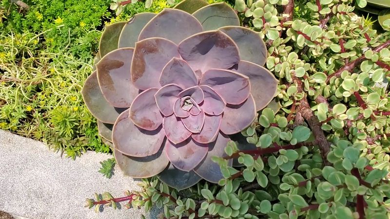 Carefully Curated Plant Collections From Around The World