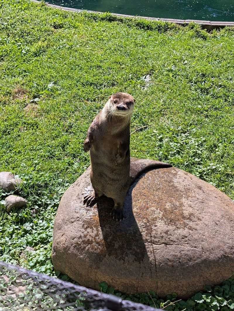 Alpacas, Wolves, Monkeys, Otters, And The Full Roster Of Residents