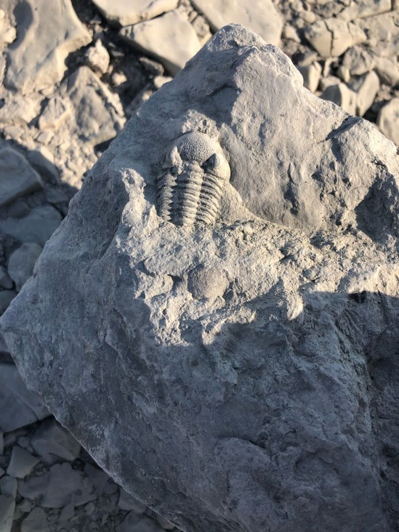 The Fossils You Can Actually Find And Take Home