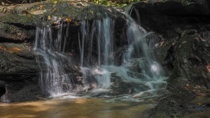 Conservation Efforts Protecting The Ecosystem