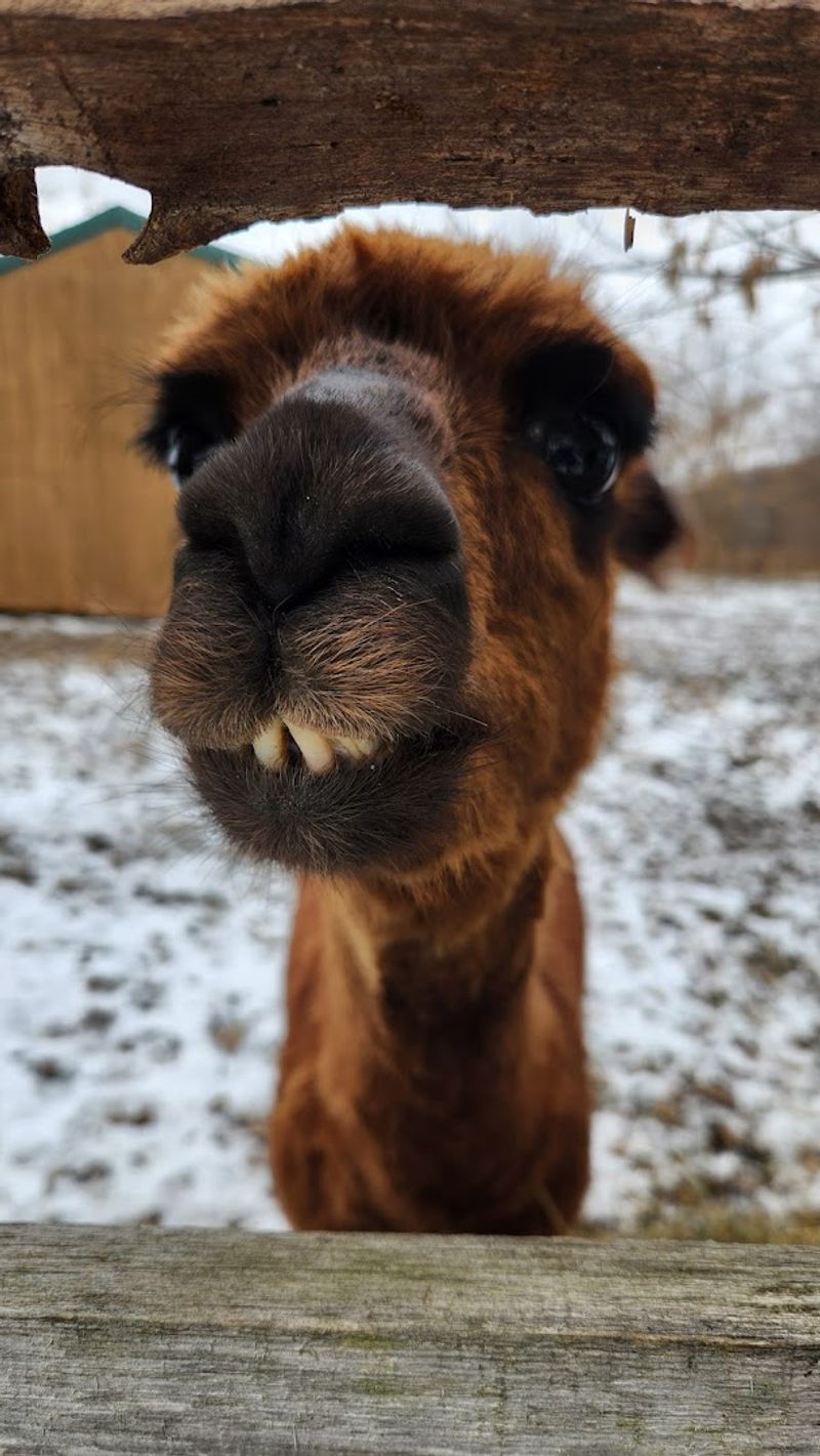 The Animals That Add Extra Charm To The Visit