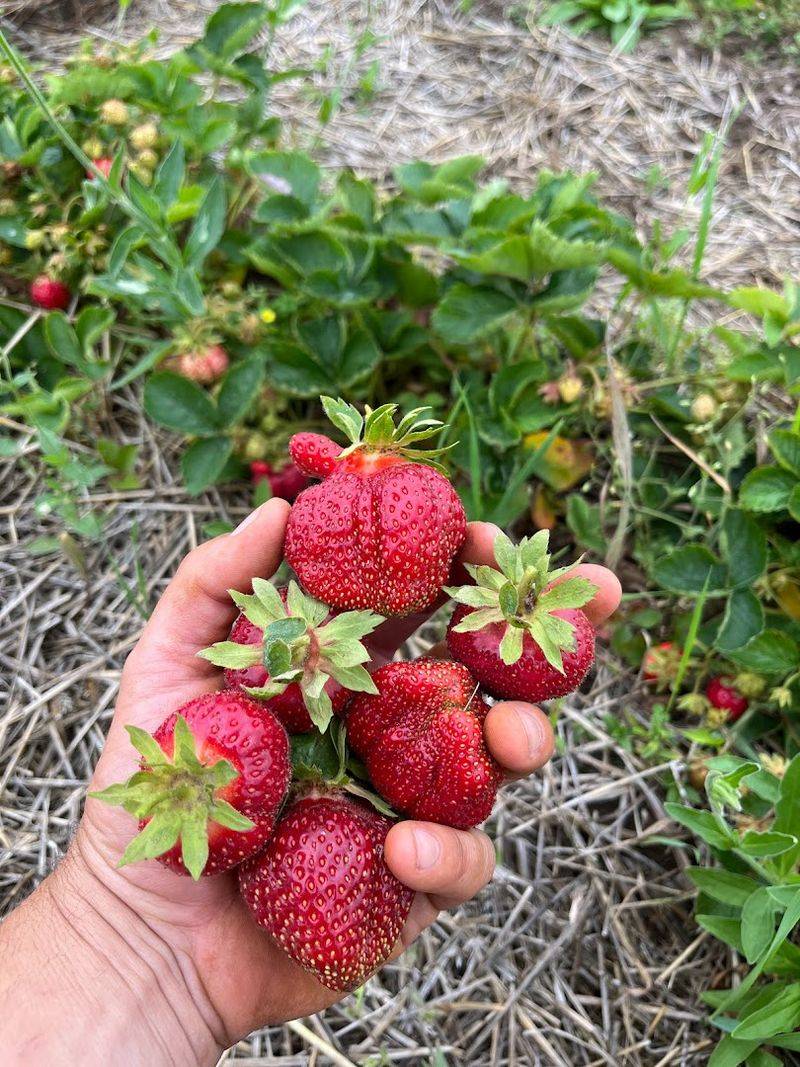 Berryland (Abrams, WI)