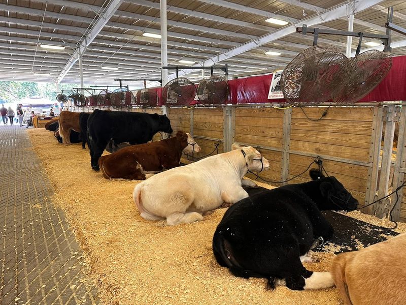 Tips For Preparing Turkey Legs For Large Crowds