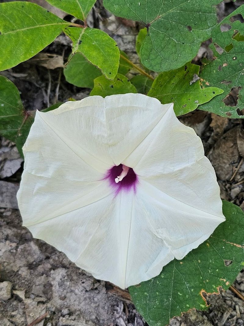 Wildlife And Flora You Might Encounter Along The Trail