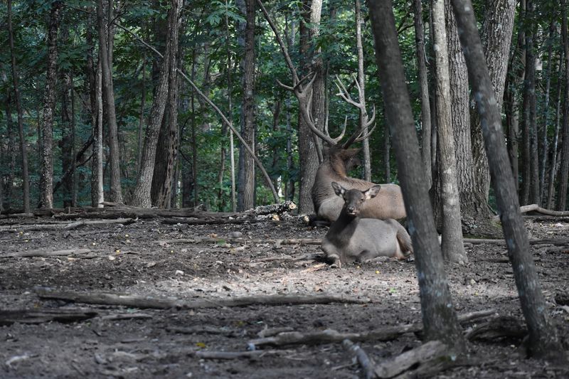 How The Park Handles Animal Welfare And Habitat Quality
