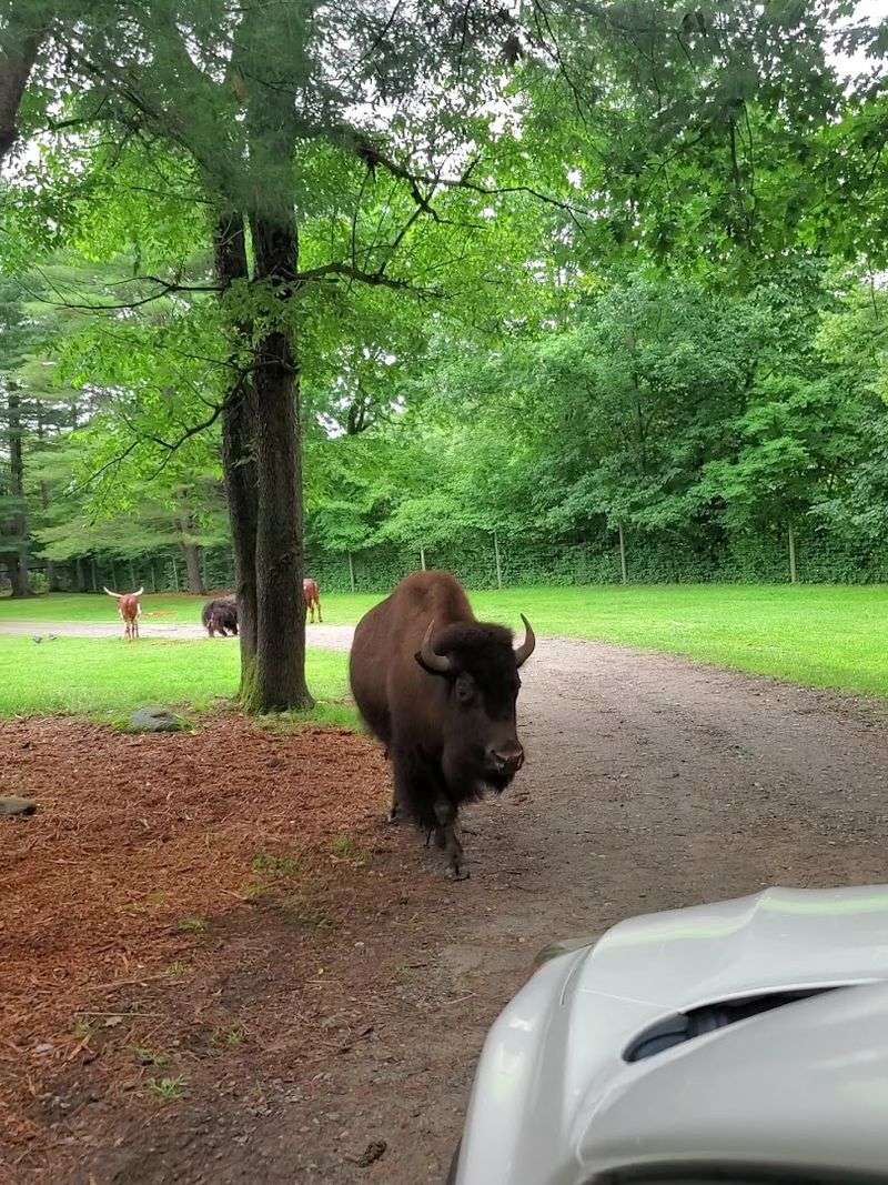 Why Adirondack Animal Land Keeps Drawing Visitors Back Year After Year