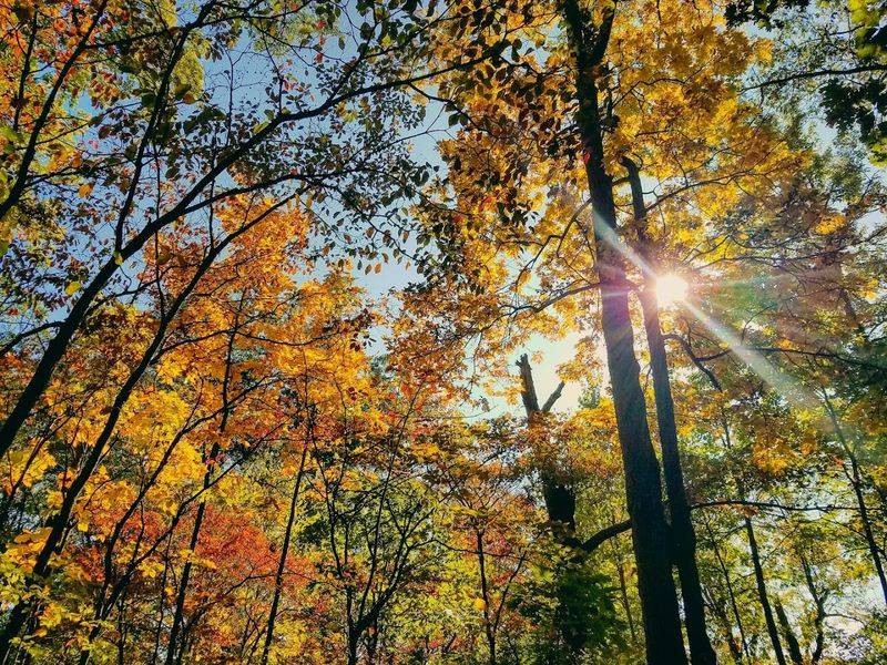 Photography Tips For Capturing Native Flora