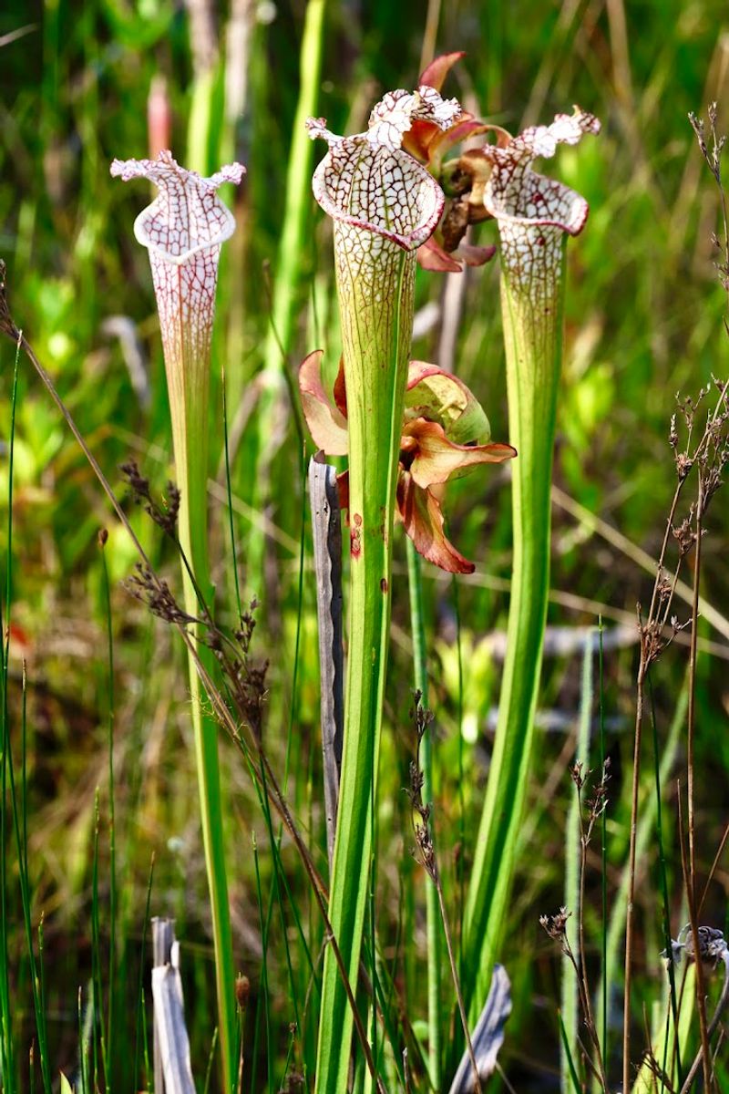 Preservation Efforts And Environmental Impact