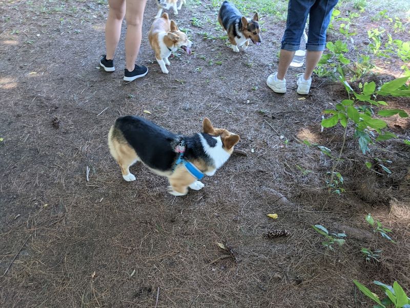 Water Access That Helps Dogs Cool Off On Warmer Days