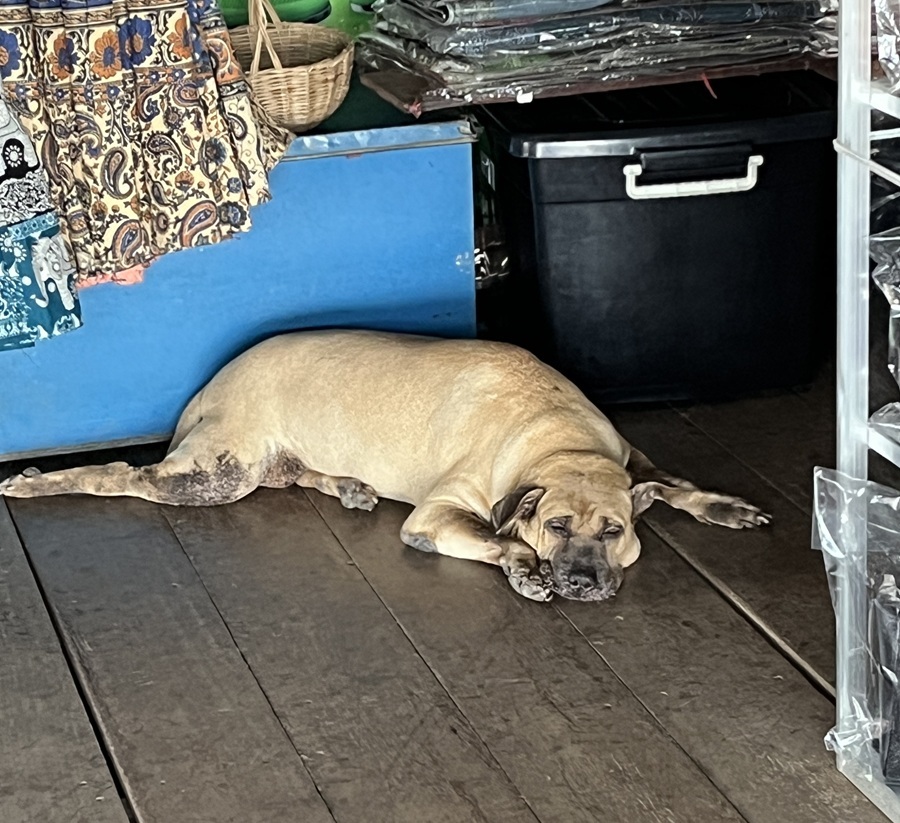 Sad doggo on floating village