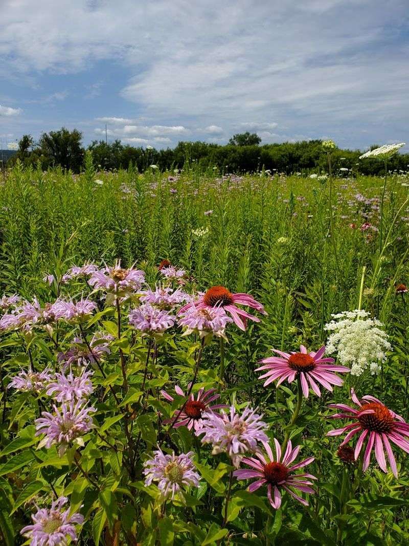Seasonal Bloom Turns The Farm Into A Colour-Filled Escape
