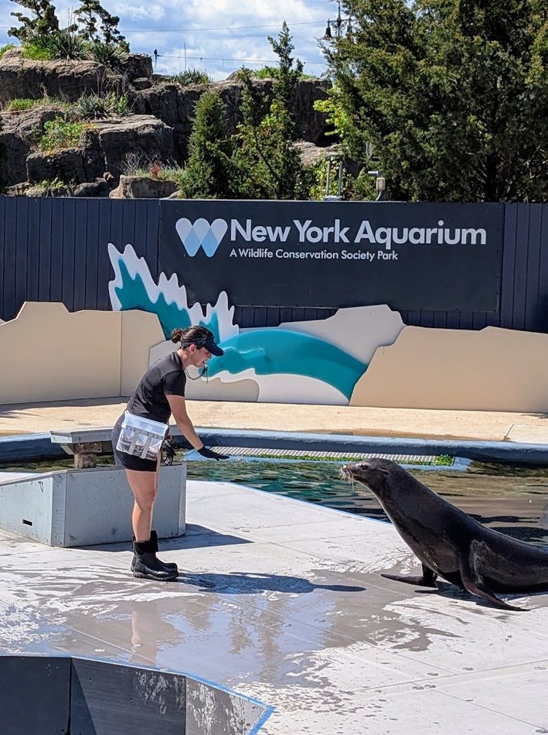 Sea Lion Shows That Entertain And Educate