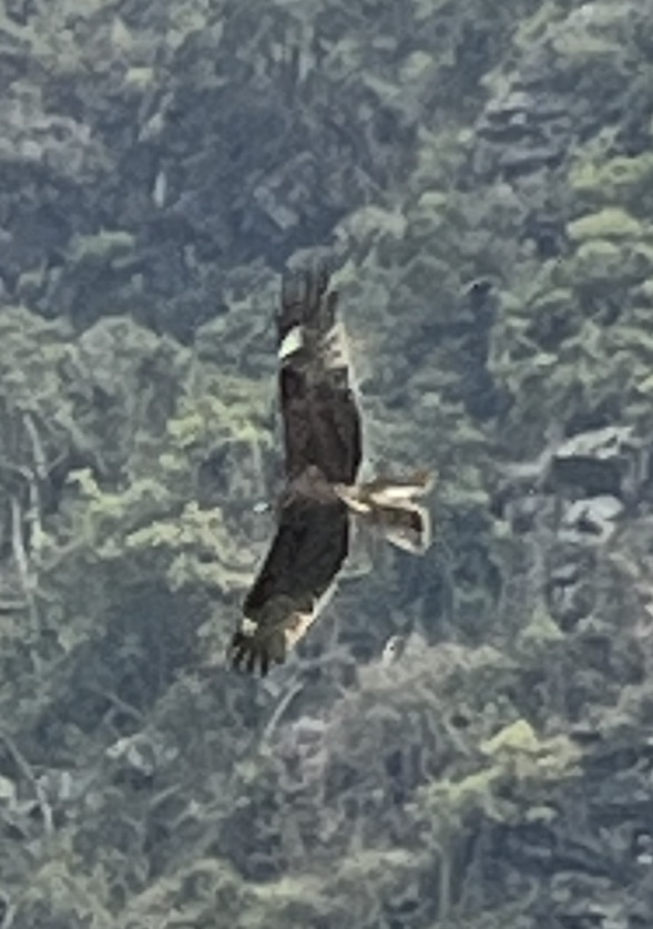 Sea Eagle Soaring over Cat Ba Island