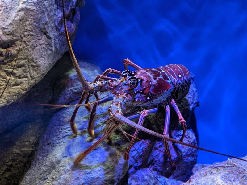 Invertebrates Worth Every Minute Of Your Attention