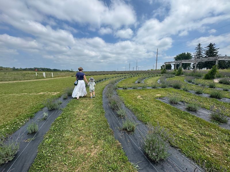 Walking Paths Let You Wander Through Rows Of Fragrant Lavender
