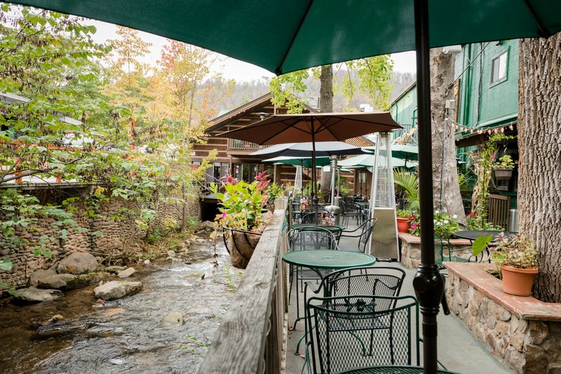 Pet-Friendly Dining That Welcomes The Whole Family