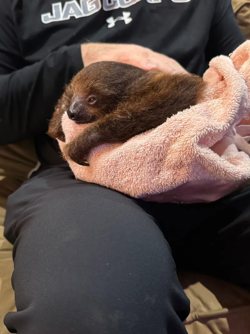 Sloth Cuddles With Dash, Flash, Zoey, And Chloe