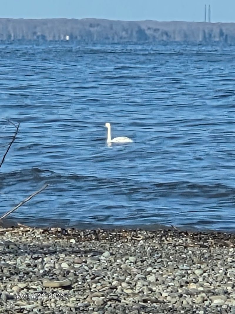 Selkirk Shores State Park