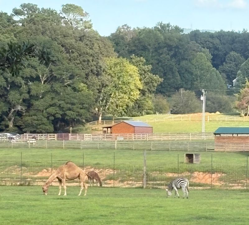 Zebras, Camels, And Highland Cows Roaming The Scenic Property